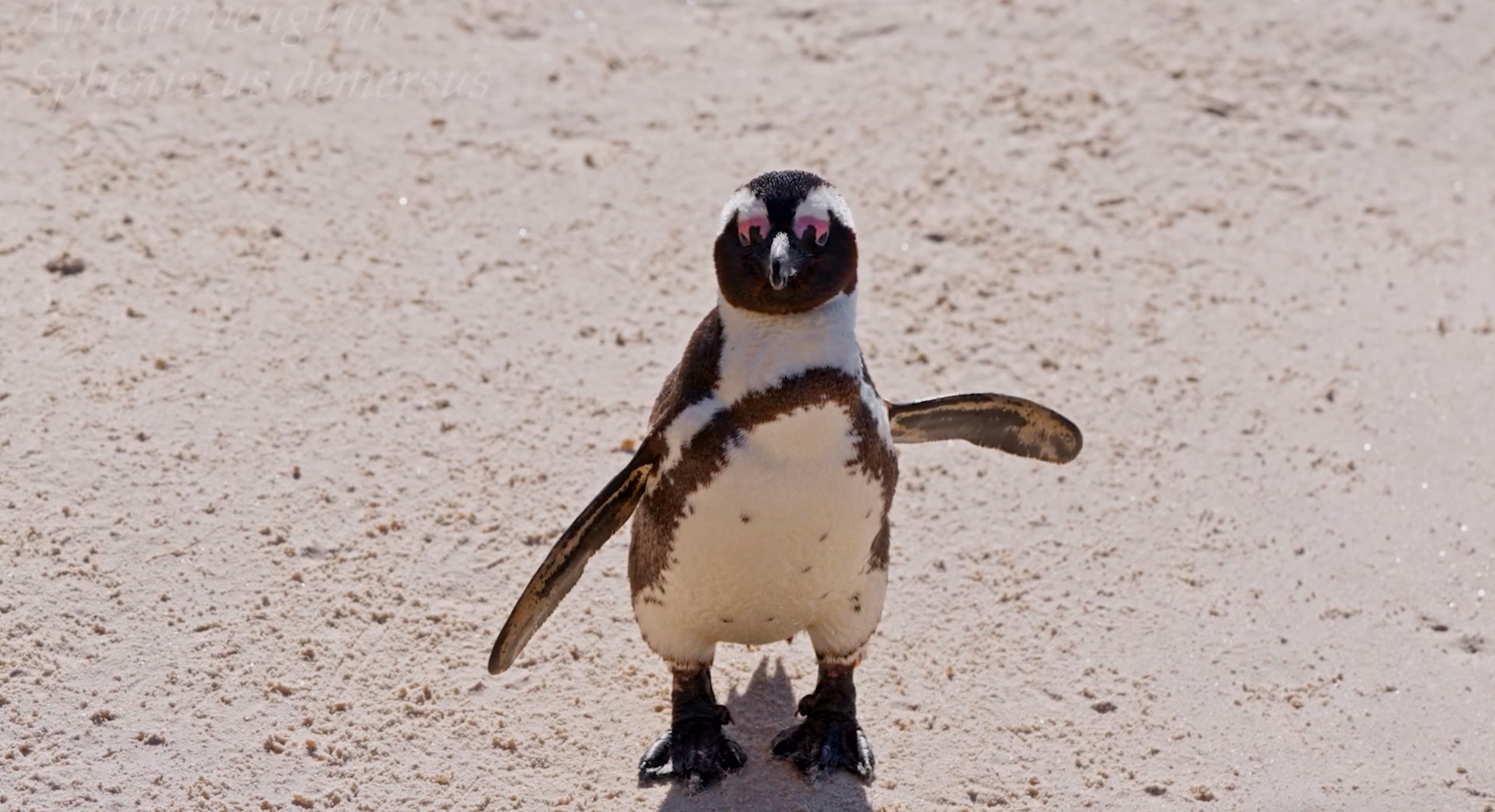 On the Brink: The African Penguin’s Fight for Survival